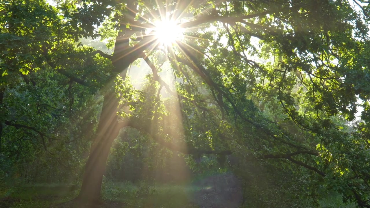 Video zur Traueranzeige 4